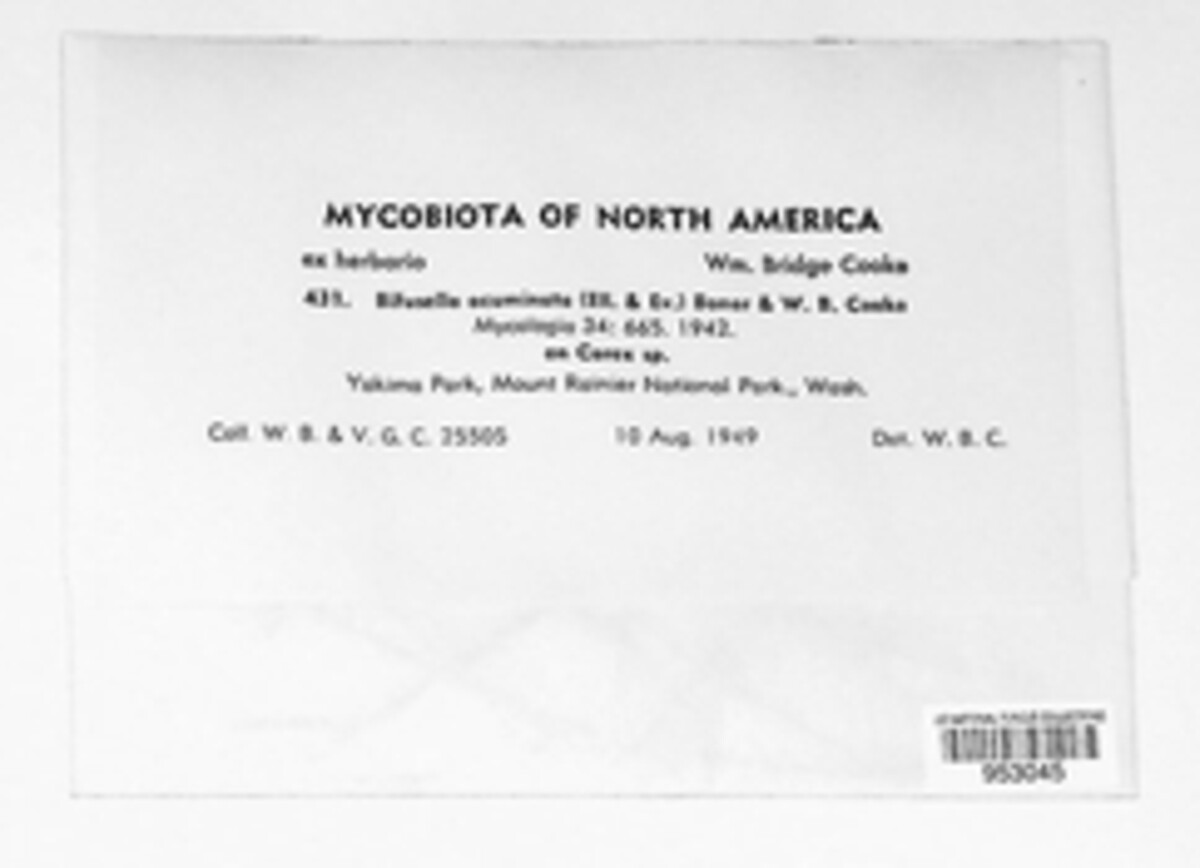 Bifusella acuminata image
